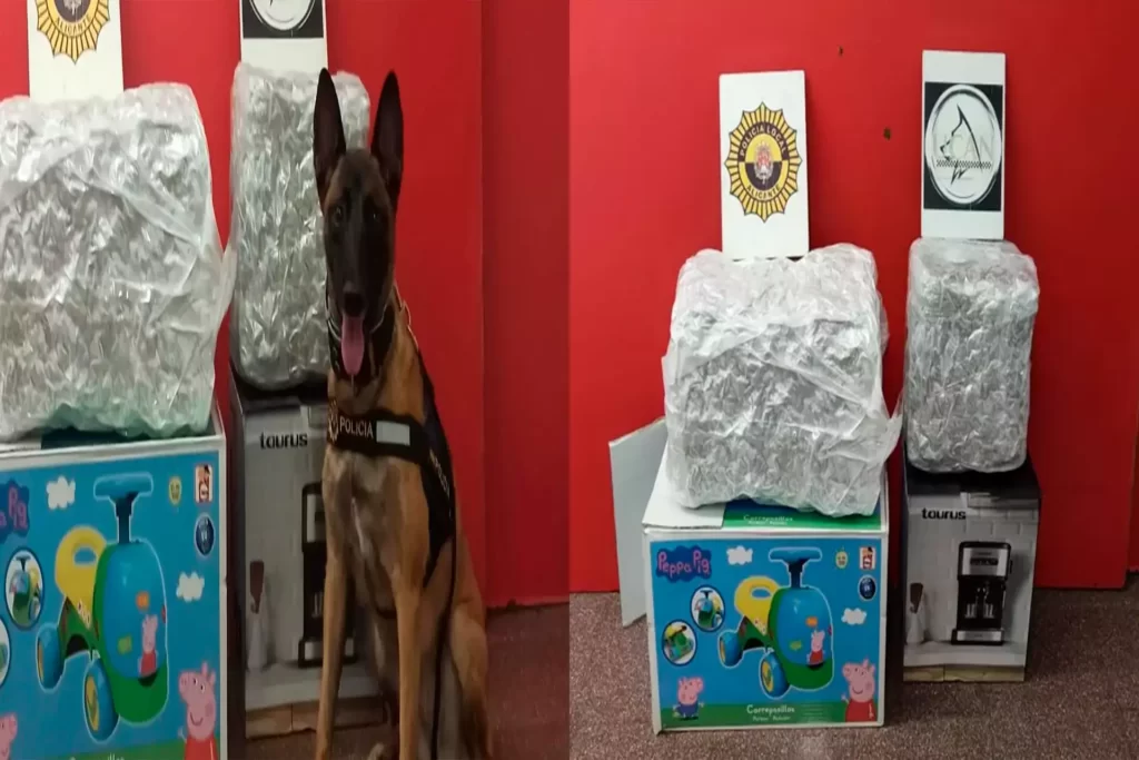 Câinele Polițist Kata - Spaima Traficanților Români Din Alicante